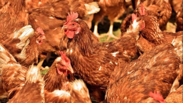 Asisten a productores avícolas tras la muerte de miles de gallinas por la ola de calor