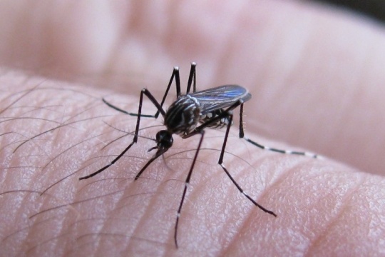 En territorio bonaerense se confirmó la tercera muerte por dengue en lo que va de 2023