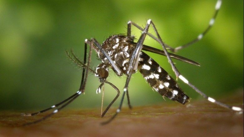 Se cuadriplicaron los casos de dengue en la Provincia