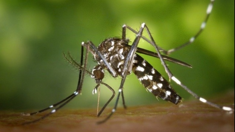 Detectaron 25 casos de dengue y 44 de chikungunya en territorio bonaerense