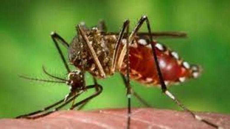 Reportan 16 municipios bonaerenses con brote de dengue