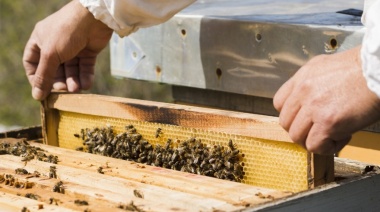 Lanzaron el programa “Mi Primera Colmena” para quienes quieran iniciarse en la apicultura
