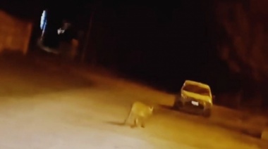 Buscan capturar un puma que merodea las calles de Chivilcoy