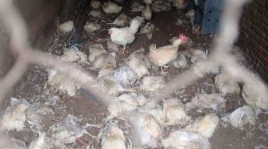 Misterio en una granja de Colón donde aparecieron muertas 600 gallinas