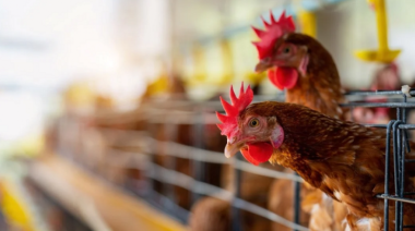 La gripe aviar llegó a las aves de corral y Argentina debió suspender sus exportaciones