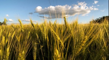 Por la sequía y las heladas, el trigo afronta el peor escenario de siembra de los últimos 12 años