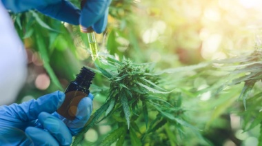 La Corte avaló el control estatal para autocultivo de cannabis para uso medicinal