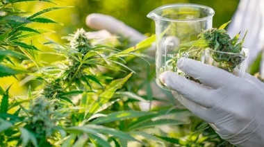 La ANMAT autorizó la comercialización del primer aceite de cannabis argentino