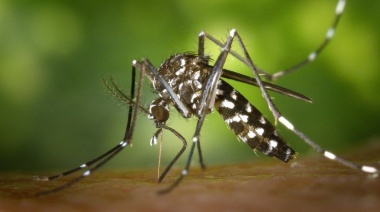 Se cuadriplicaron los casos de dengue en la Provincia