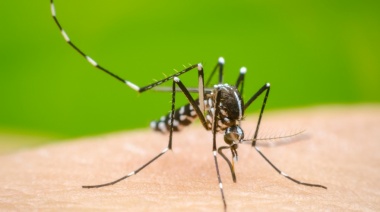 La vacuna del dengue llega a la Argentina en noviembre
