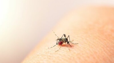 En la última semana aumentaron los casos de dengue y chikungunya