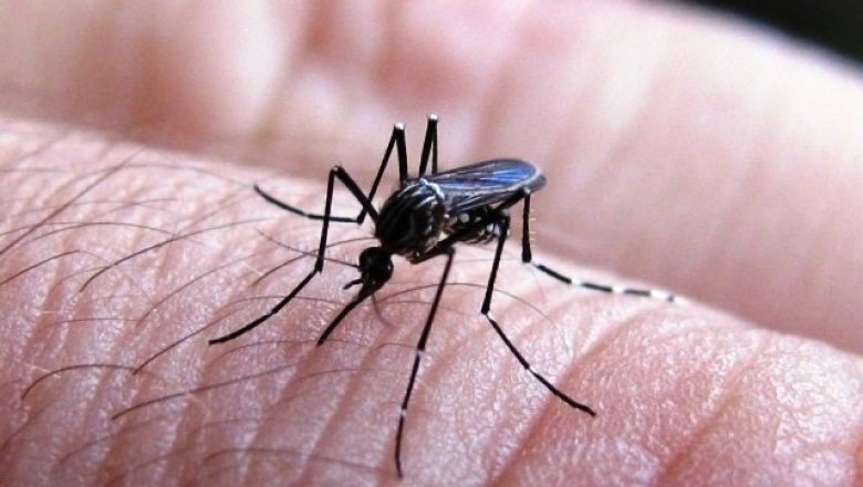Declaran brote de dengue en La Costa, Gesell y Tandil